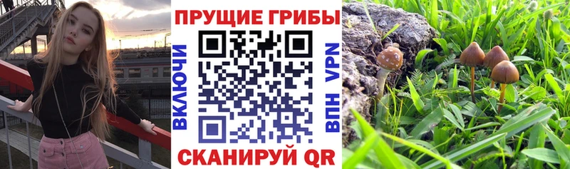 hydra зеркало  купить  цена  Мещовск  Галлюциногенные грибы Psilocybine cubensis 